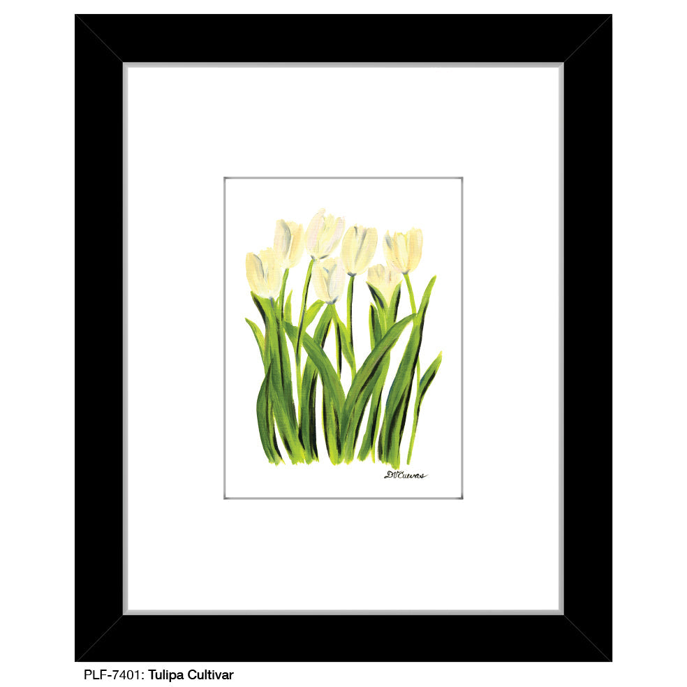 Tulipa Cultivar, Print (#7401A)