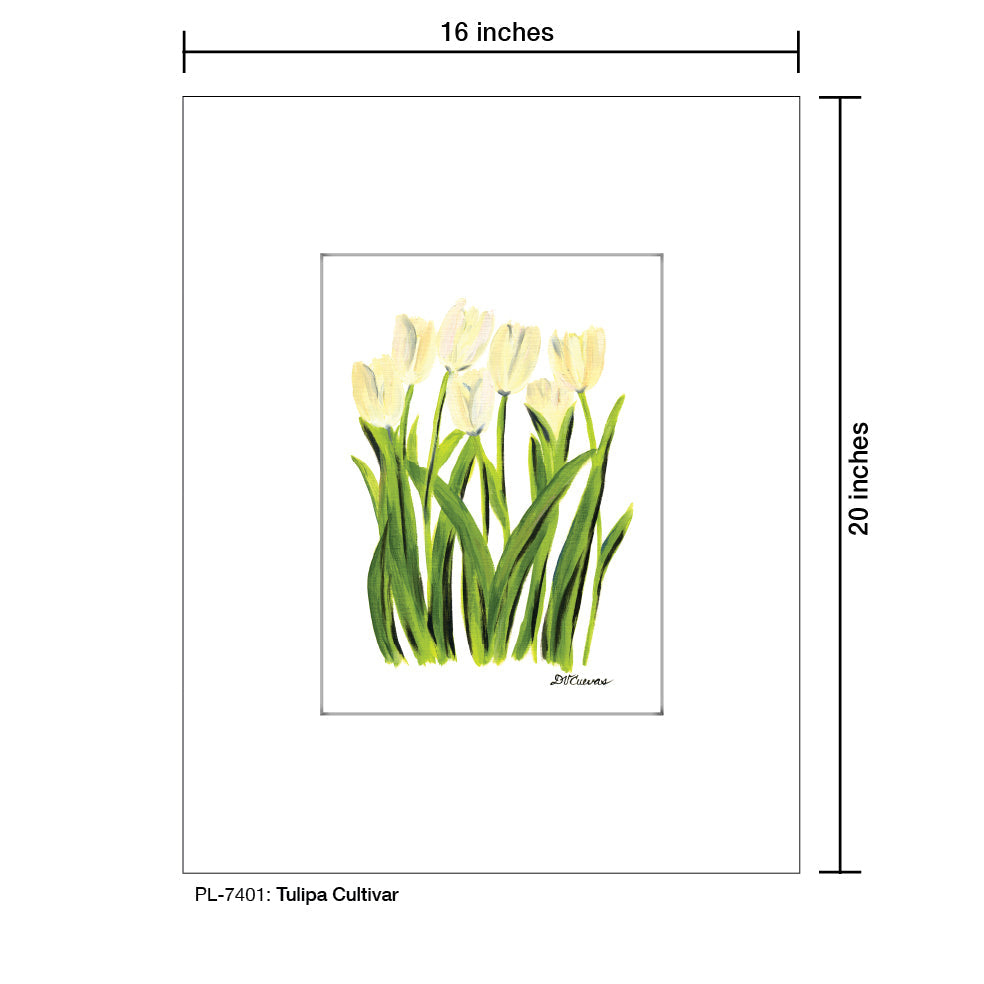 Tulipa Cultivar, Print (#7401A)