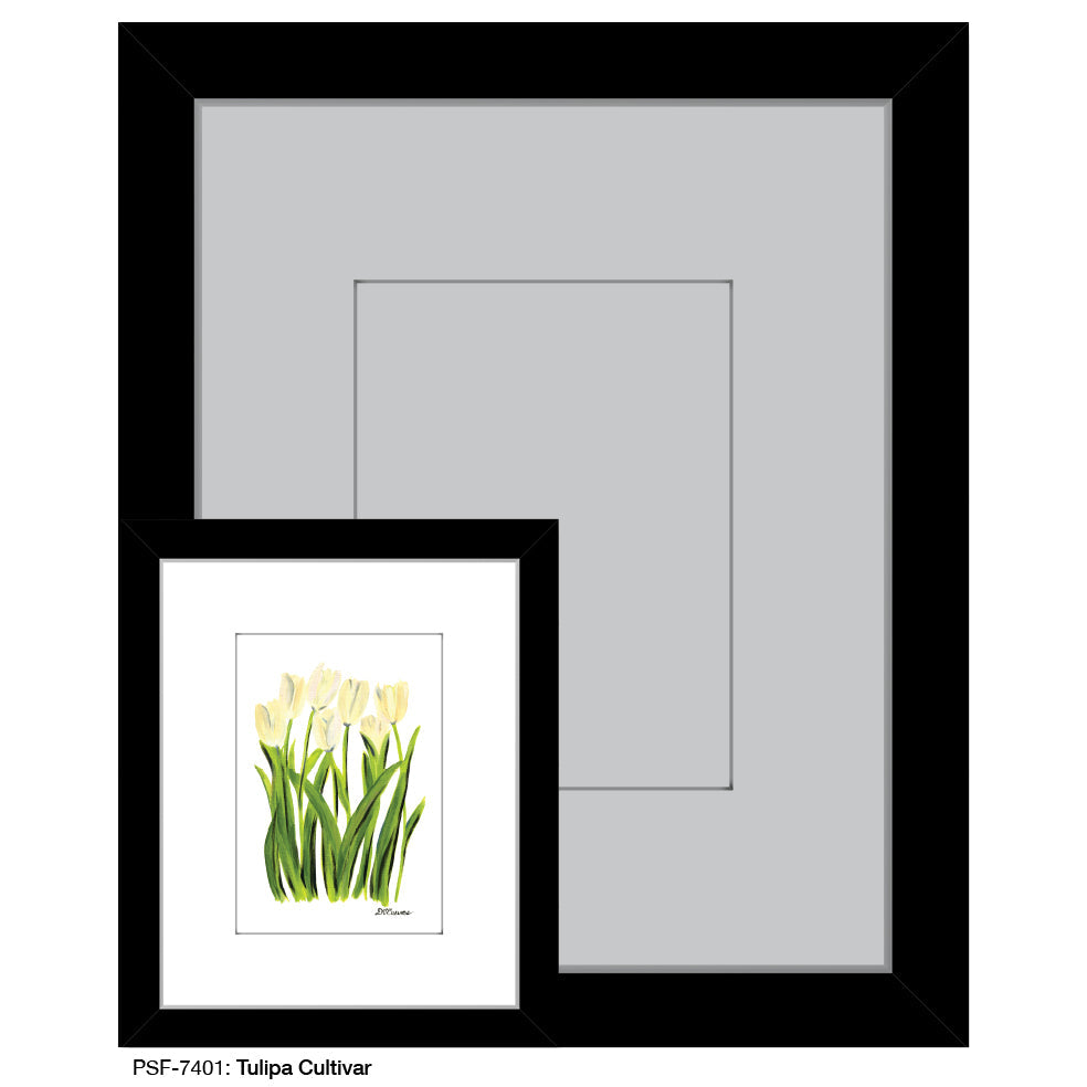 Tulipa Cultivar, Print (#7401A)