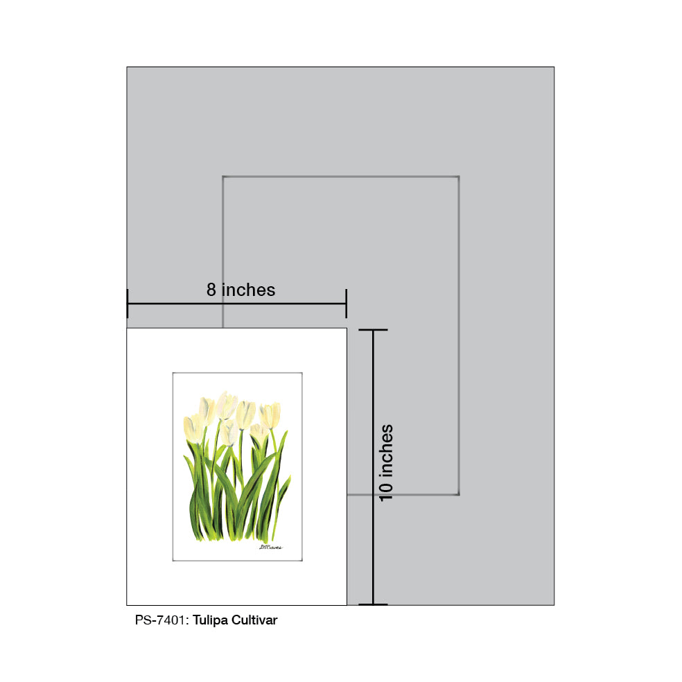 Tulipa Cultivar, Print (#7401A)
