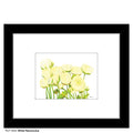 White Ranunculus, Print (#7933A)