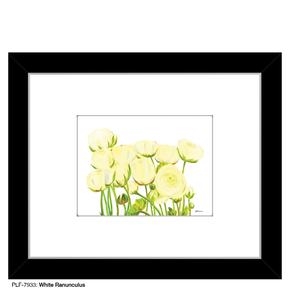 White Ranunculus, Print (#7933A)