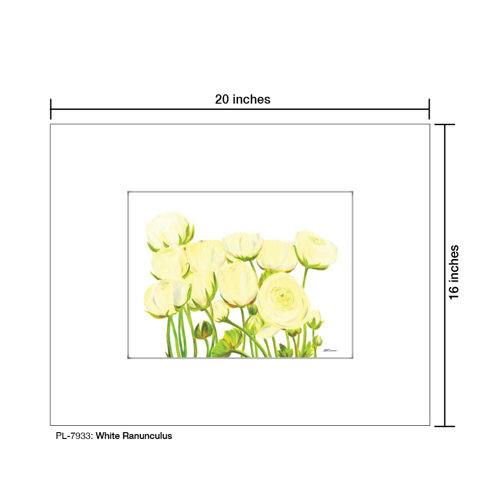 White Ranunculus, Print (#7933A)