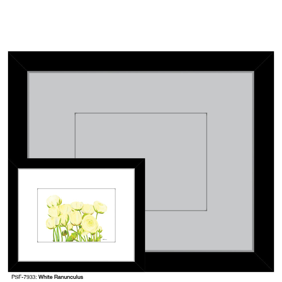 White Ranunculus, Print (#7933A)