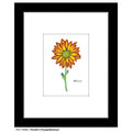 Florist's Chrysanthemum, Print (#7300C)