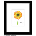 Gerber Yellow with Red, Print (#7861B)