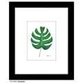 Monstera, Print (#8504B)