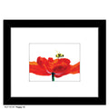 Poppy 12, Print (#7215F)