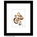 Mushroom Shiitake, Print (#8740C)