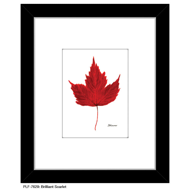 Brilliant Scarlet Leaf, Print (#7629A)