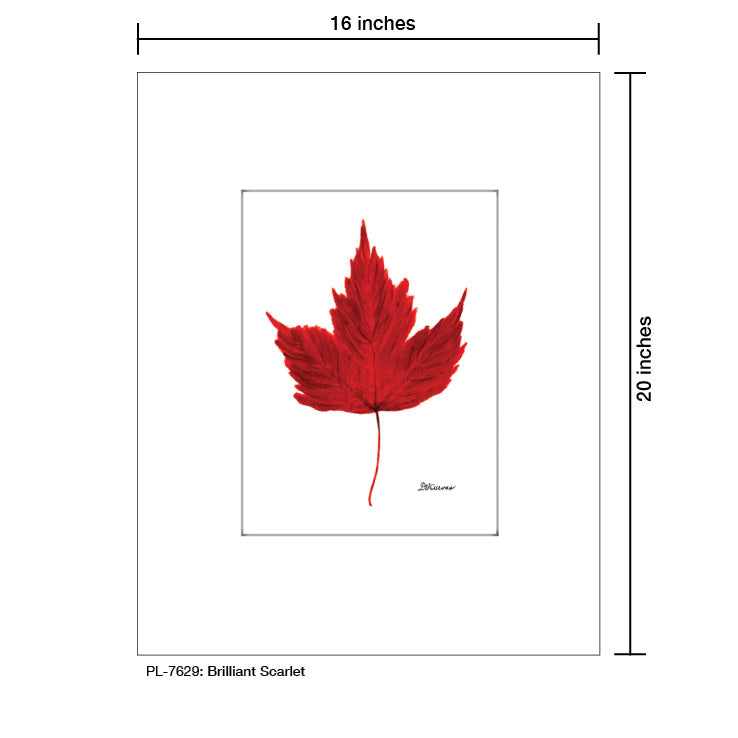 Brilliant Scarlet Leaf, Print (#7629A)