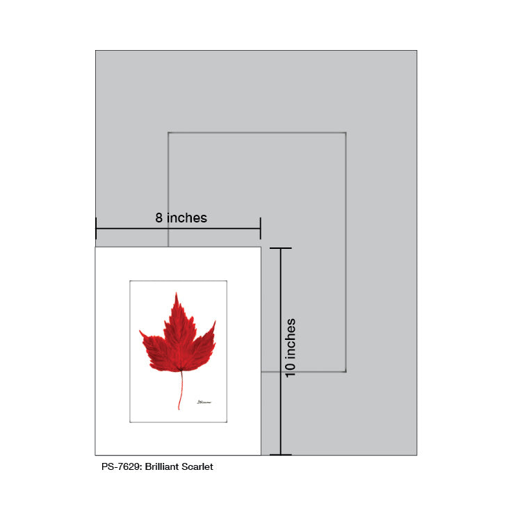 Brilliant Scarlet Leaf, Print (#7629A)