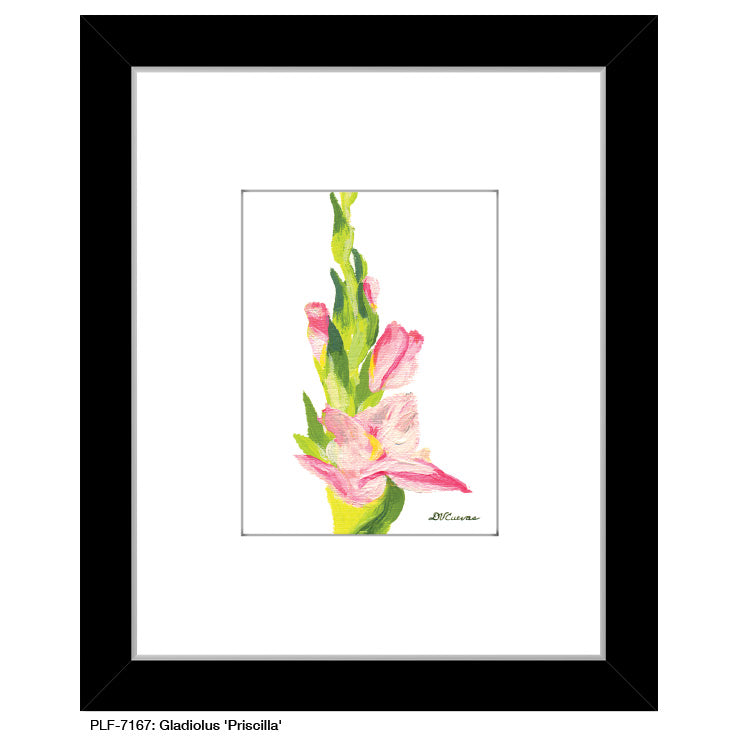 Gladiolus 'Priscilla', Print (#7167A)