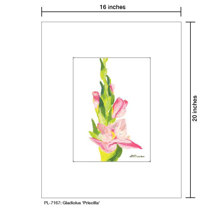 Gladiolus 'Priscilla', Print (#7167A)