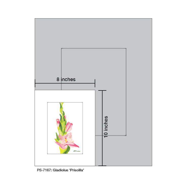 Gladiolus 'Priscilla', Print (#7167A)