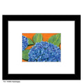 Hydrangea, Print (#7036A)