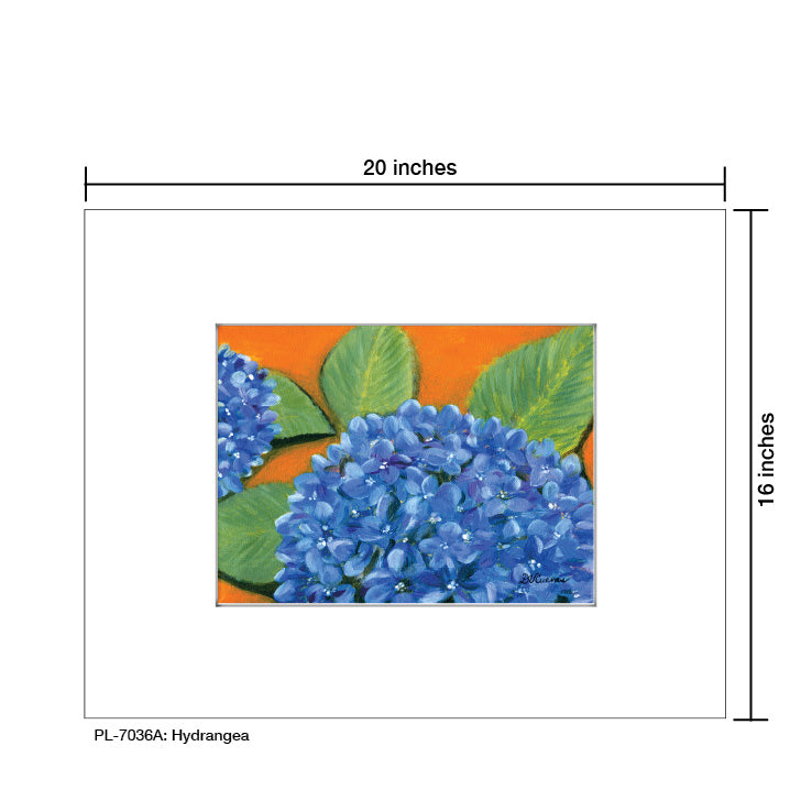 Hydrangea, Print (#7036A)