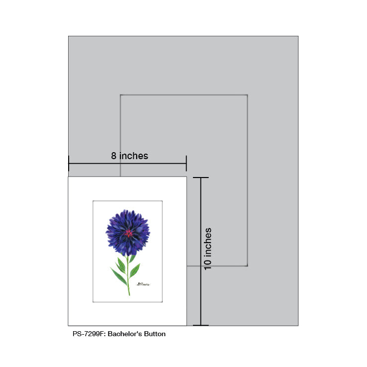 Bachelor's Button, Print (#7299F)