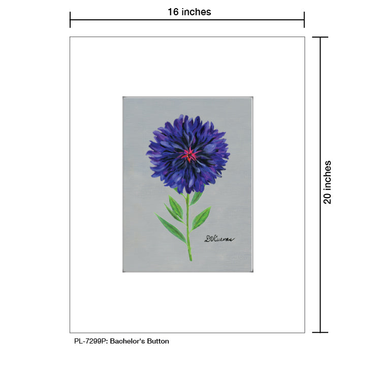 Bachelor's Button, Print (#7299P)