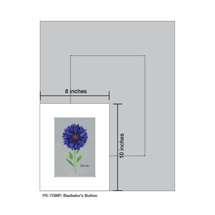 Bachelor's Button, Print (#7299P)