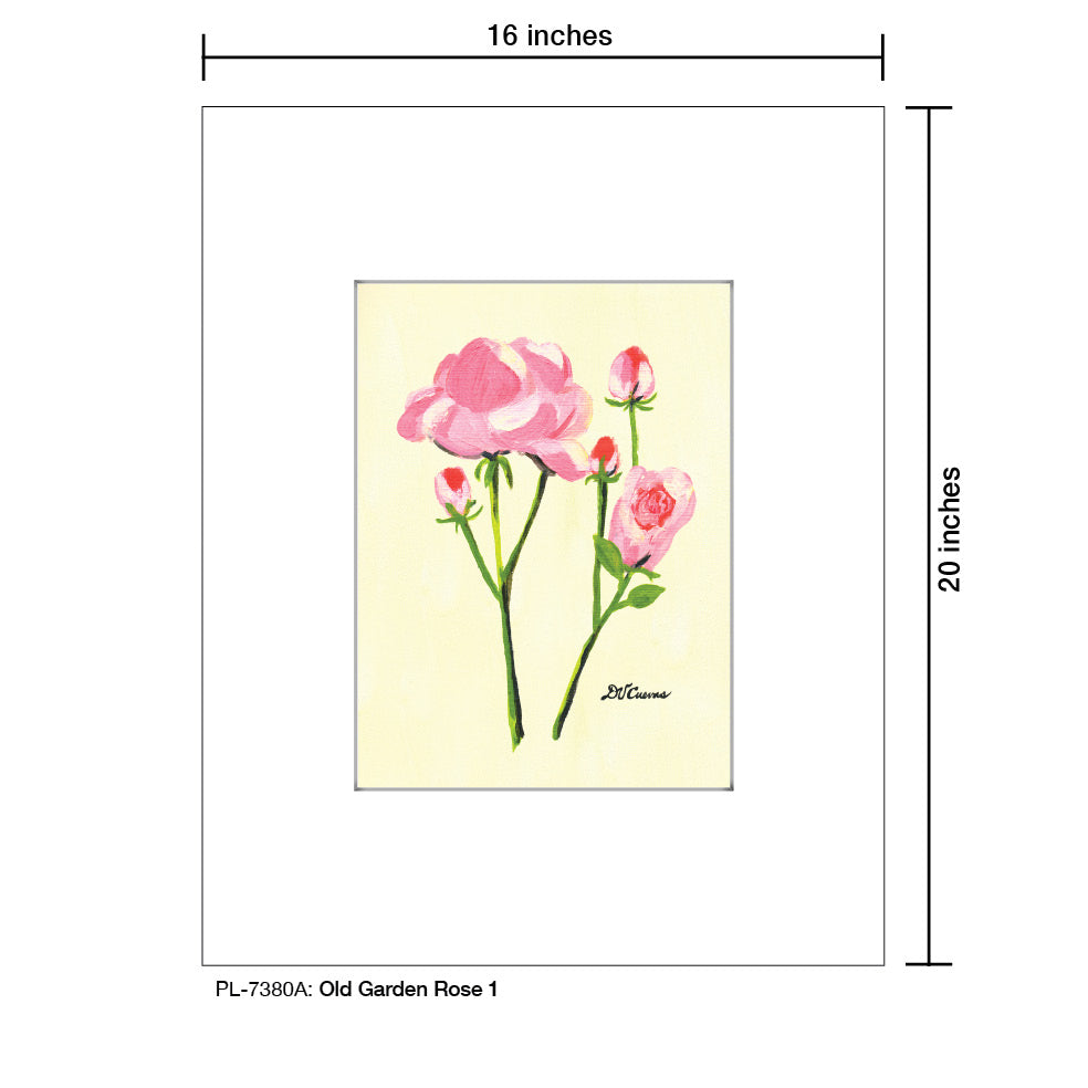 Old Garden Rose 1, Print (#7380A)