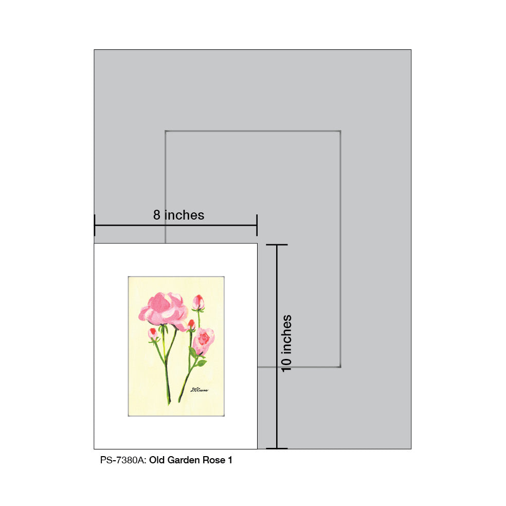 Old Garden Rose 1, Print (#7380A)