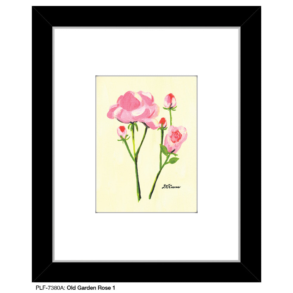 Old Garden Rose 1, Print (#7380A)