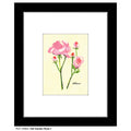Old Garden Rose 1, Print (#7380A)