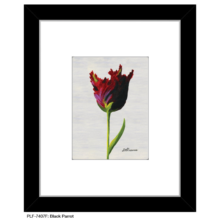 Black Parrot, Print (#7407F)