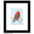Scarlet Tenager, Print (#7697B)
