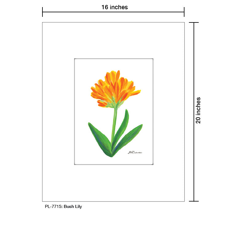 Bush Lily, Print (#7715A)