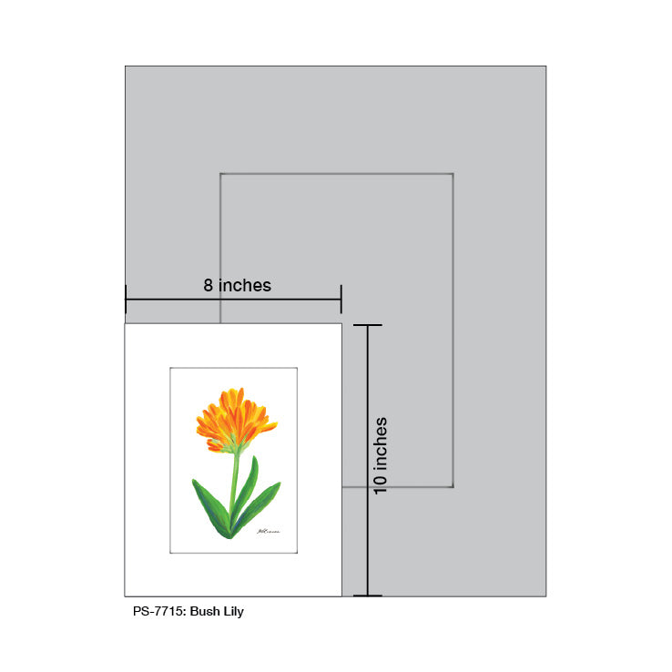 Bush Lily, Print (#7715A)