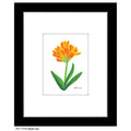 Bush Lily, Print (#7715A)