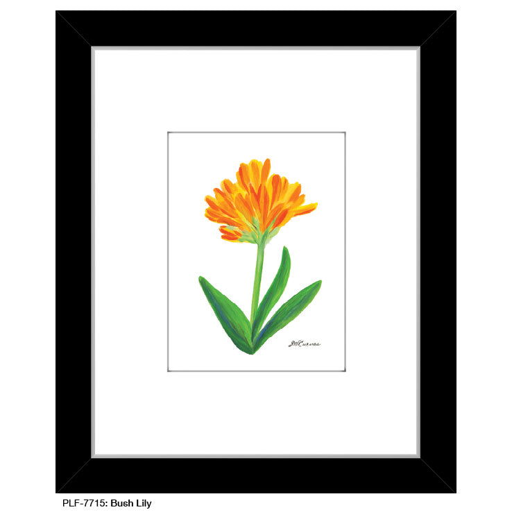 Bush Lily, Print (#7715A)