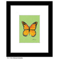 Monarch Butterfly, Print (#7752J)