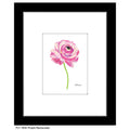 Purple Ranunculus, Print (#7934A)