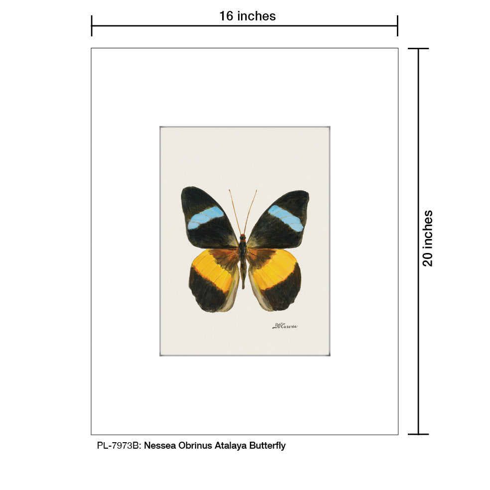 Nessea Obrinus Atalaya Butterfly, Print (#7973B)