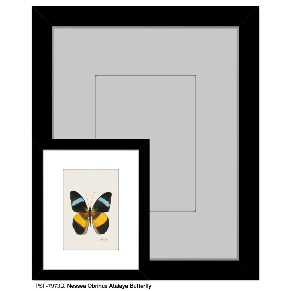 Nessea Obrinus Atalaya Butterfly, Print (#7973B)
