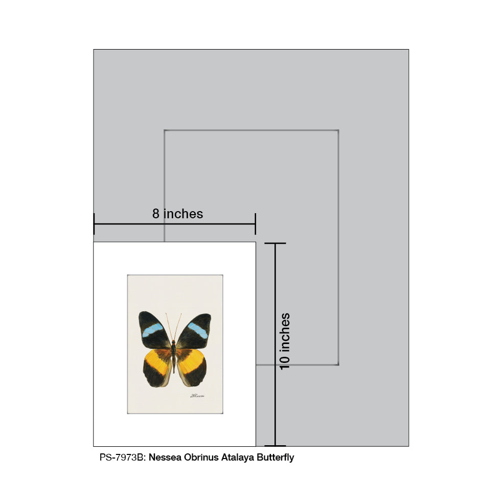 Nessea Obrinus Atalaya Butterfly, Print (#7973B)