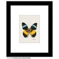 Nessea Obrinus Atalaya Butterfly, Print (#7973B)