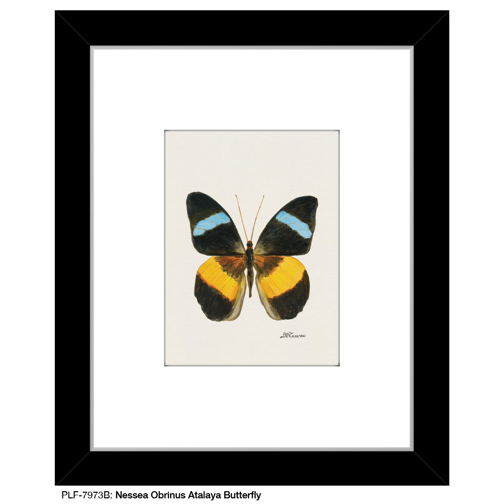 Nessea Obrinus Atalaya Butterfly, Print (#7973B)