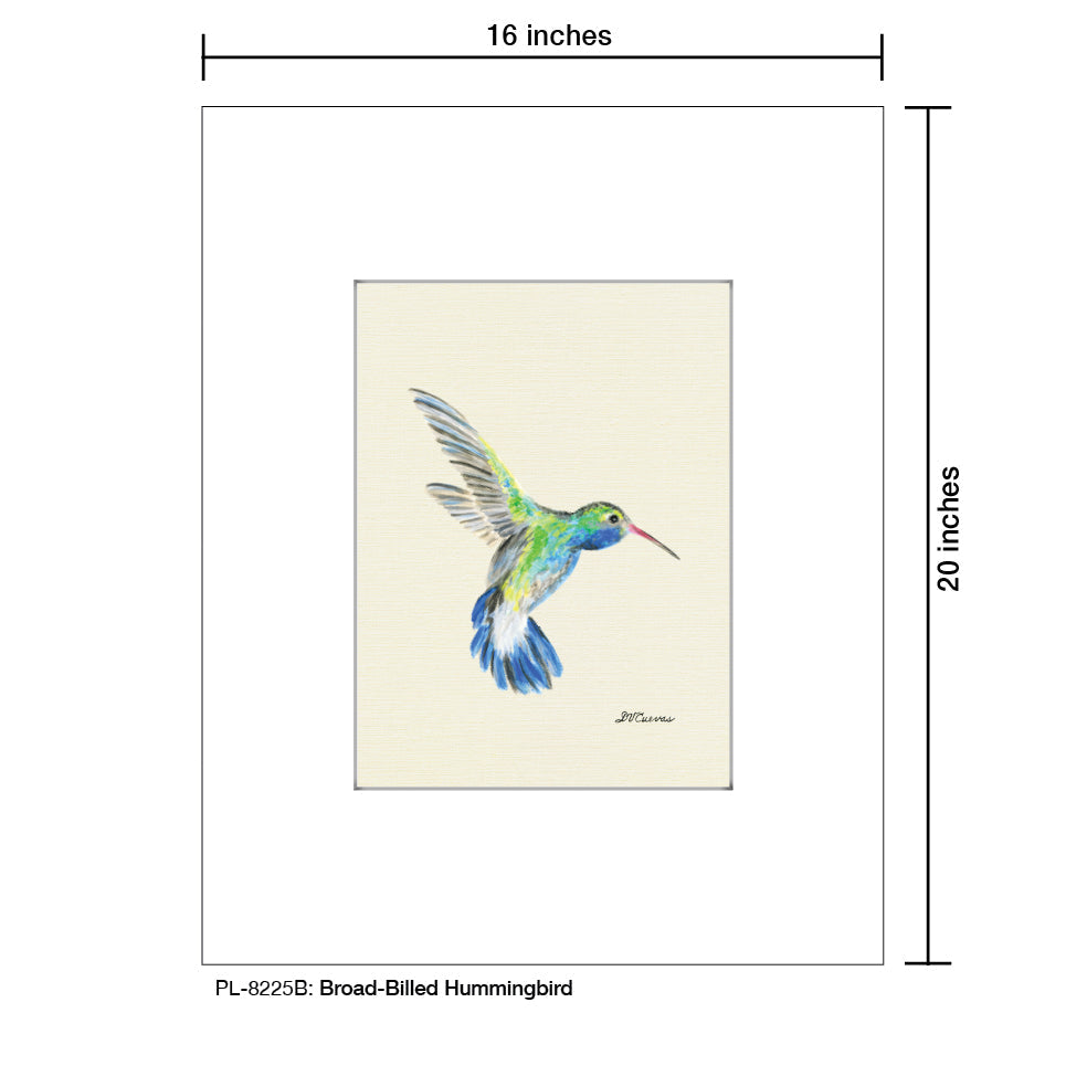 Broad-Billed Hummingbird, Print (#8225B)