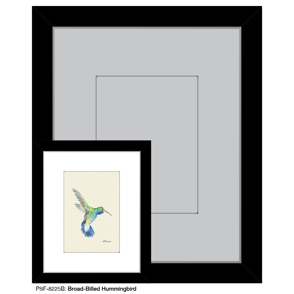 Broad-Billed Hummingbird, Print (#8225B)