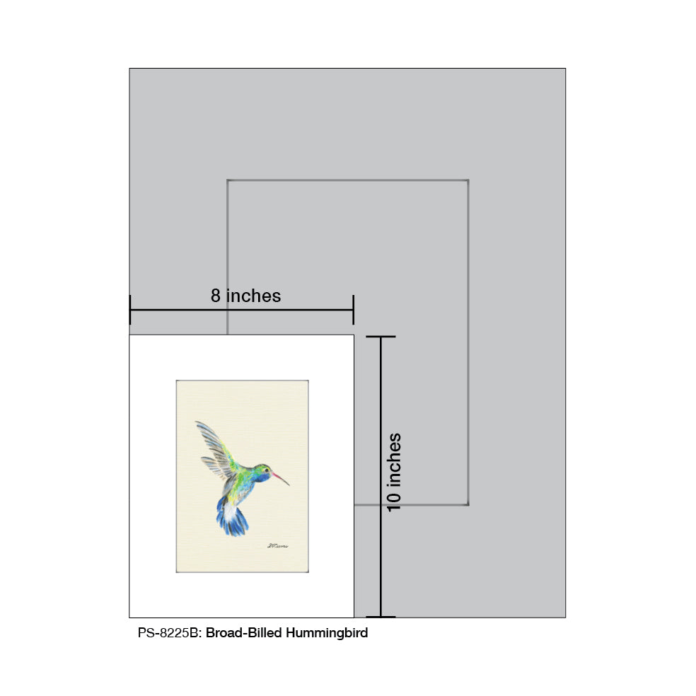 Broad-Billed Hummingbird, Print (#8225B)