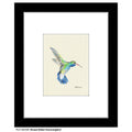 Broad-Billed Hummingbird, Print (#8225B)