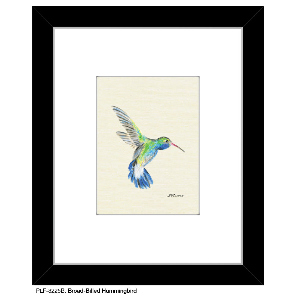 Broad-Billed Hummingbird, Print (#8225B)