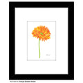 Orange Shades Gerber, Print (#8451A)