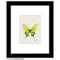Iridescent Butterfly, Print (#8673D)