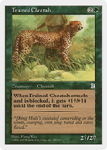Trained Cheetah (PTK-154) - Portal Three Kingdoms